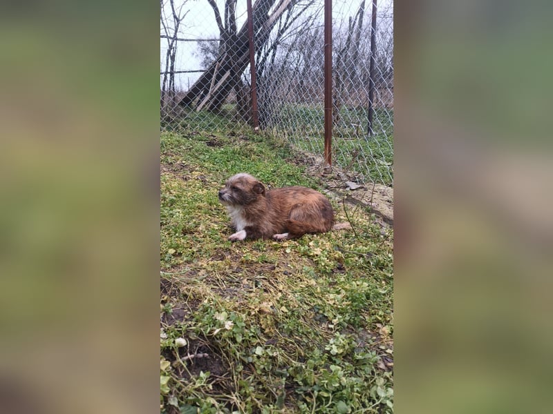 Matilda Tierschutzhund sucht ein Zuhause