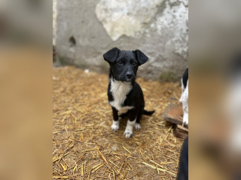 SIMBA, fröhlicher kleiner Sonnenschein, Hündin, 6 Monate, 32 cm, Mischling, Tierschutz