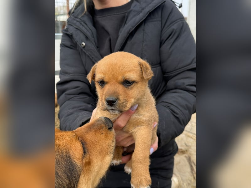 Fila wartet auf den einen Menschen, der ihn sieht
