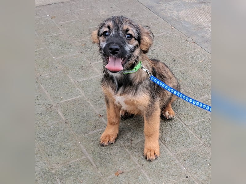 Welpe Carlo 30cm möchte Rumänien schnell verlassen