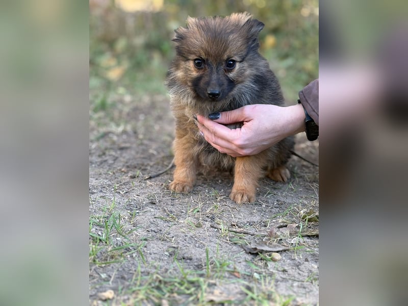 Walter - kleiner süße Rüde sucht herzliche Familie!