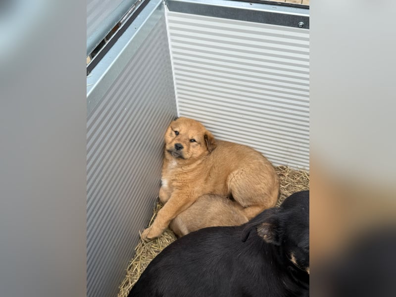 Flora träumt von einem weichen Körbchen