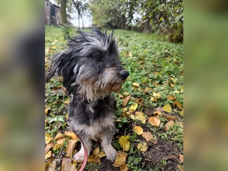 Hope Tierschutzhund sucht ein Zuhause