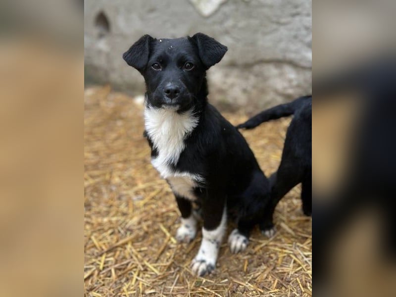 SIMBA, fröhlicher kleiner Sonnenschein, Hündin, 6 Monate, 32 cm, Mischling, Tierschutz