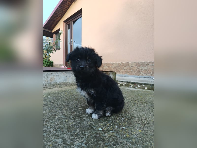 Hera Tierschutzhund sucht ein Zuhause