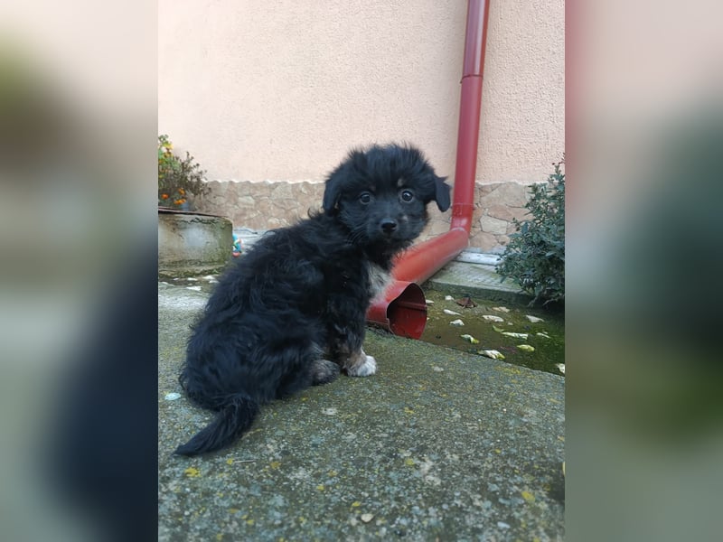 Hera Tierschutzhund sucht ein Zuhause