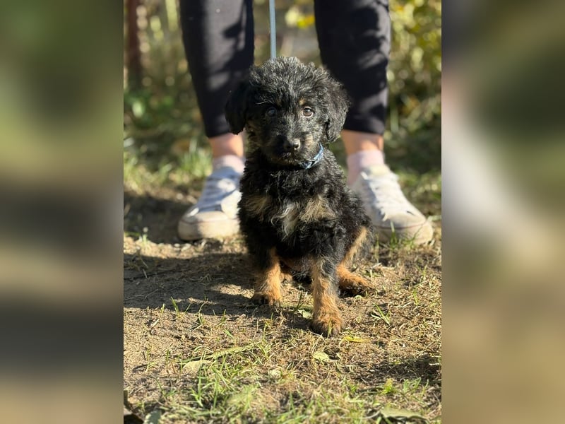 Kadicsa - kleiner Welpe sucht ein warmes Zuhause!