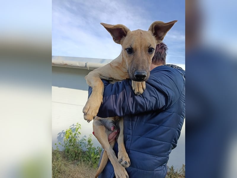 Fura - braucht dringend ein warmes Heim!