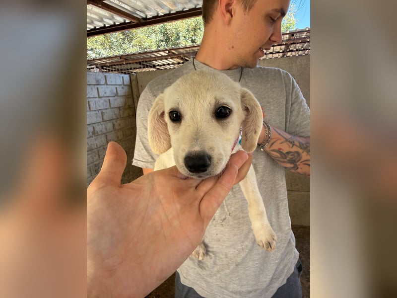 Valletta sucht ein Zuhause voller Liebe