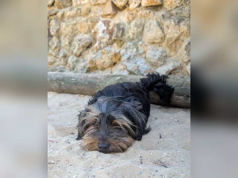 Zauberhafte Alberta wartet in Portugal auf unserem Tierschutzhof!