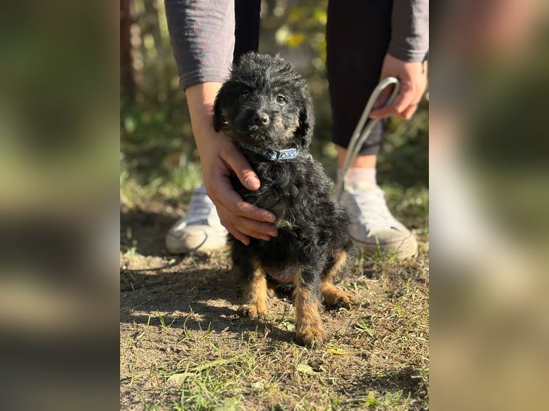 Kadicsa - kleiner Welpe sucht ein warmes Zuhause!