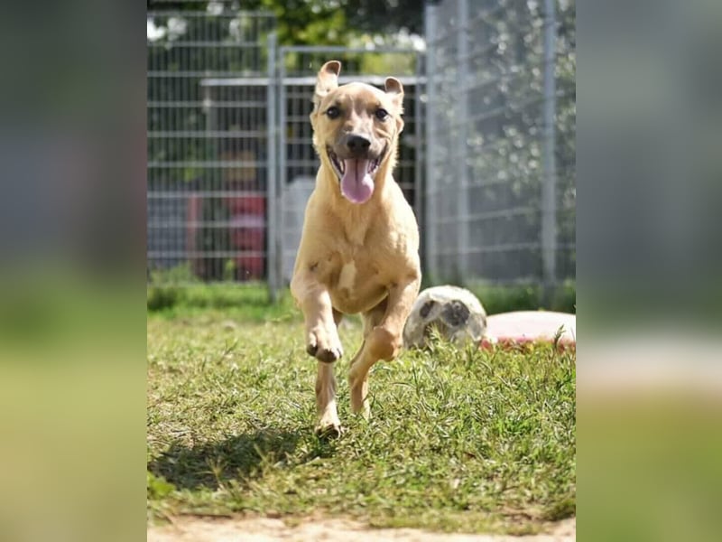 Fura - braucht dringend ein warmes Heim!