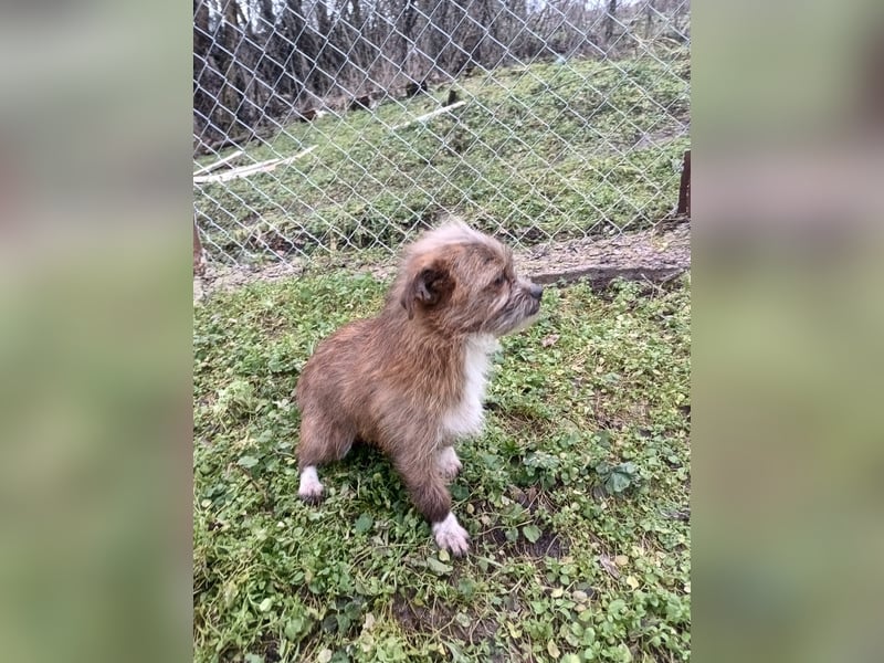 Matilda Tierschutzhund sucht ein Zuhause