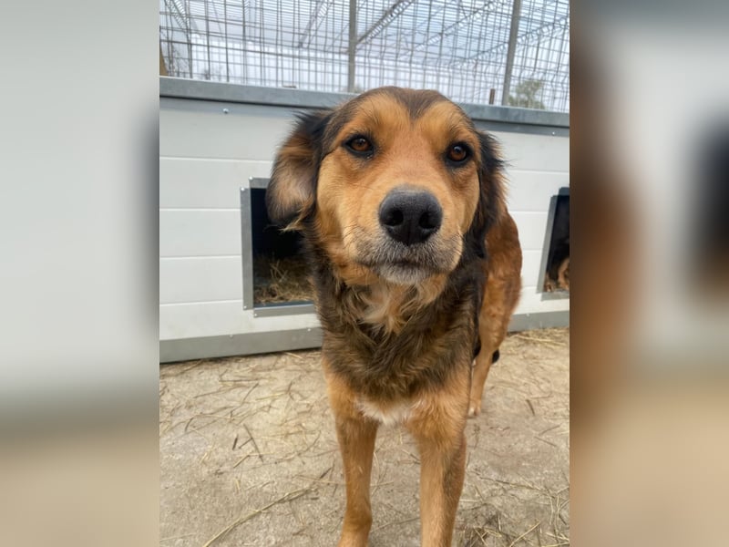 Fila wartet auf den einen Menschen, der ihn sieht