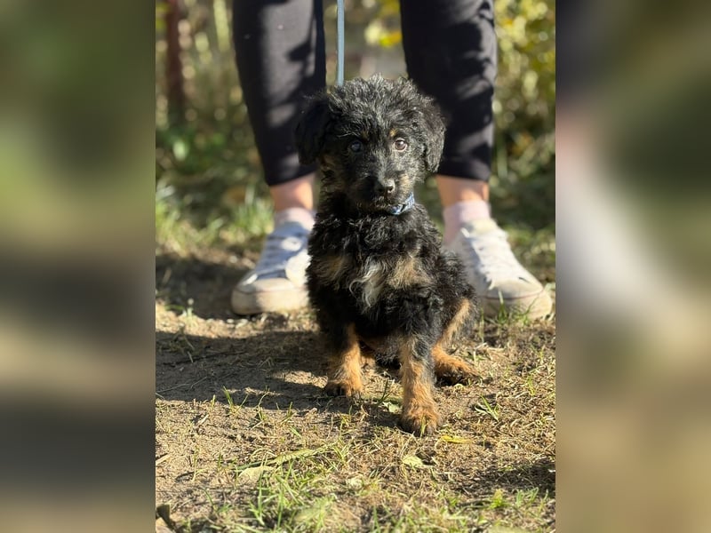 Kadicsa - kleiner Welpe sucht ein warmes Zuhause!