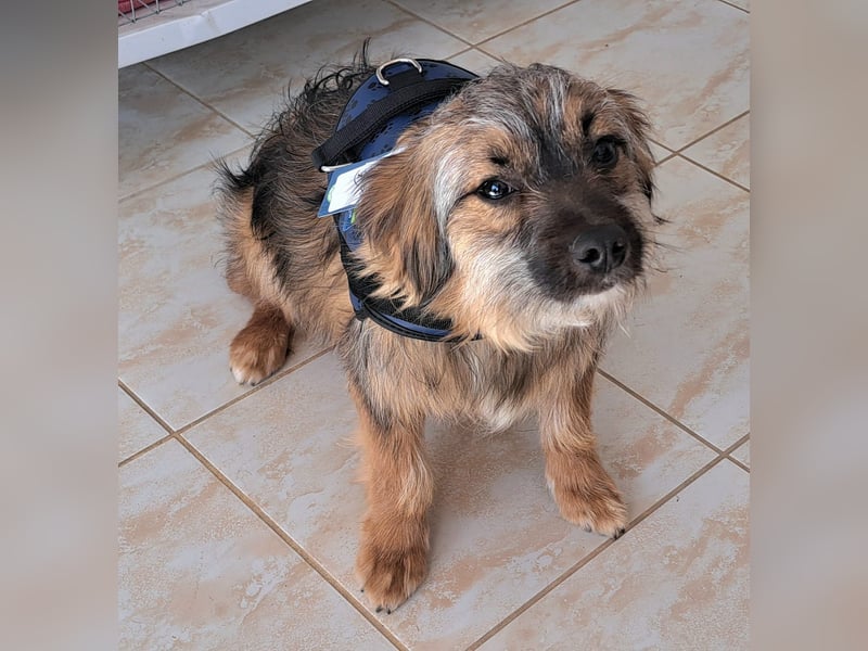 Junghund Carlo 30cm möchte Rumänien schnell verlassen