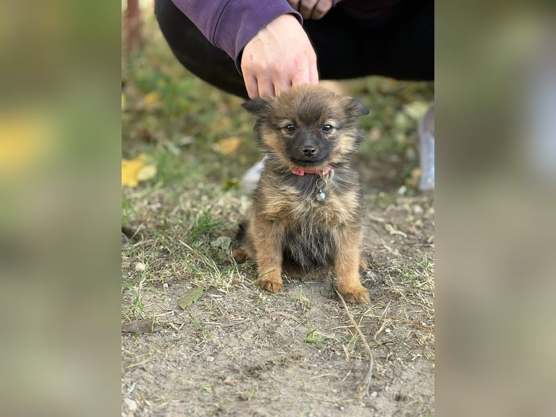Winnie - möchte dich kennenlernen!
