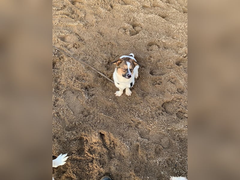 SNOOPY, kleines Kuschelmonster, 6 Monate, 20 cm, Mischling, Tierschutz, Pflegestelle Hennef