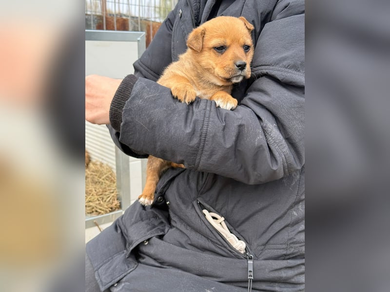 Fila träumt von Abenteuern