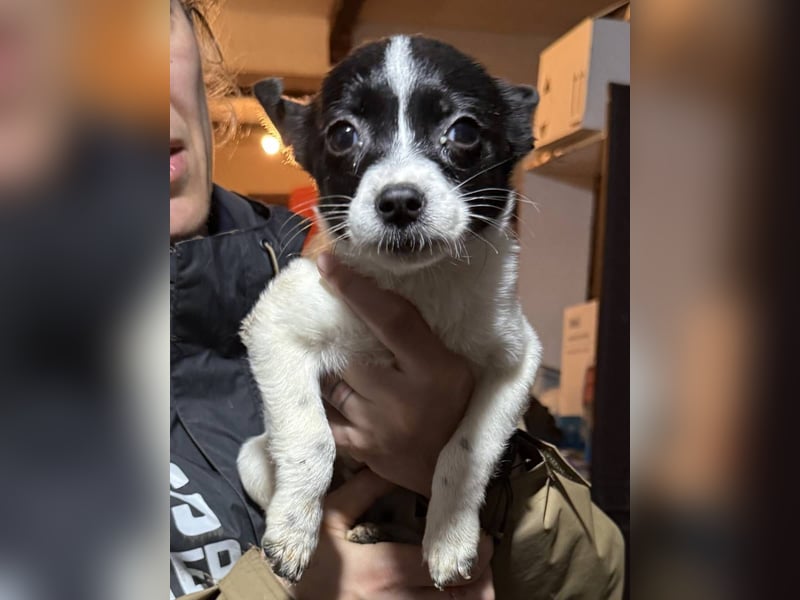 ARO, neugieriger Welpe sucht Geborgenheit, 3 Monate, 25 cm, Mischling, Tierschutz Rumänien