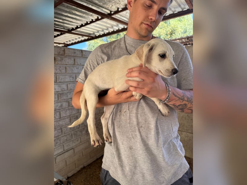 Valletta sucht ein Zuhause voller Liebe
