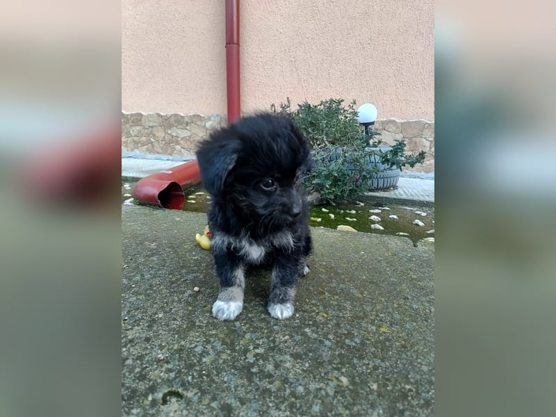 Hera Tierschutzhund sucht ein Zuhause