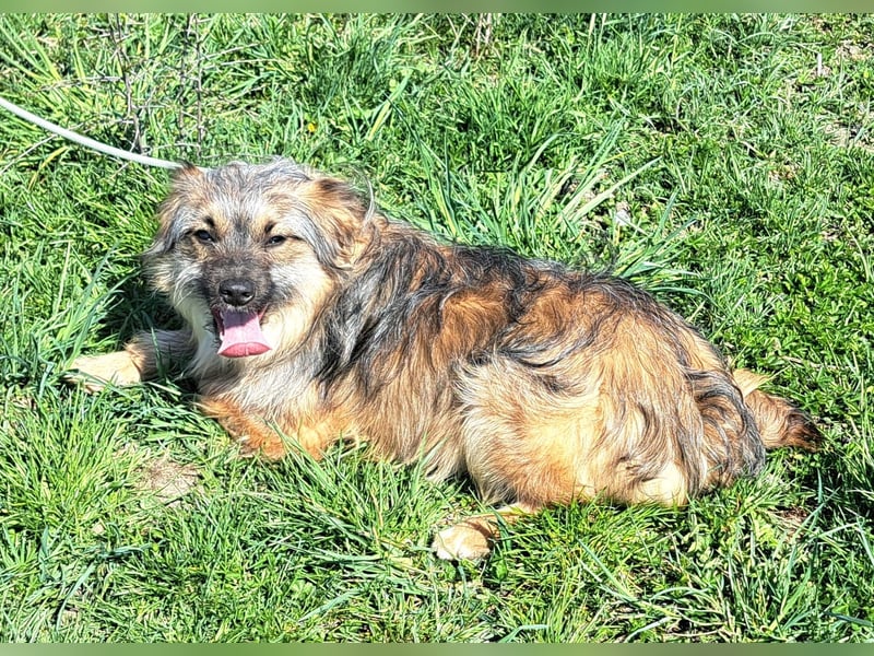 Junghund Carlo 30cm möchte Rumänien schnell verlassen