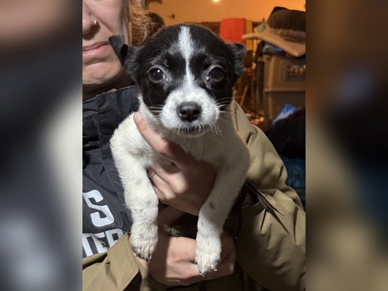 ARO, neugieriger Welpe sucht Geborgenheit, 3 Monate, 25 cm, Mischling, Tierschutz Rumänien