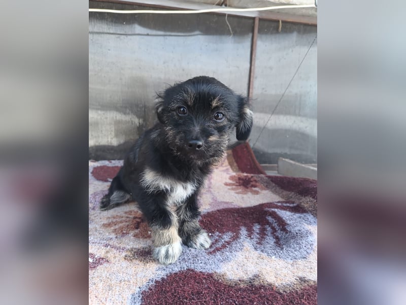 Hera Tierschutzhund sucht ein Zuhause