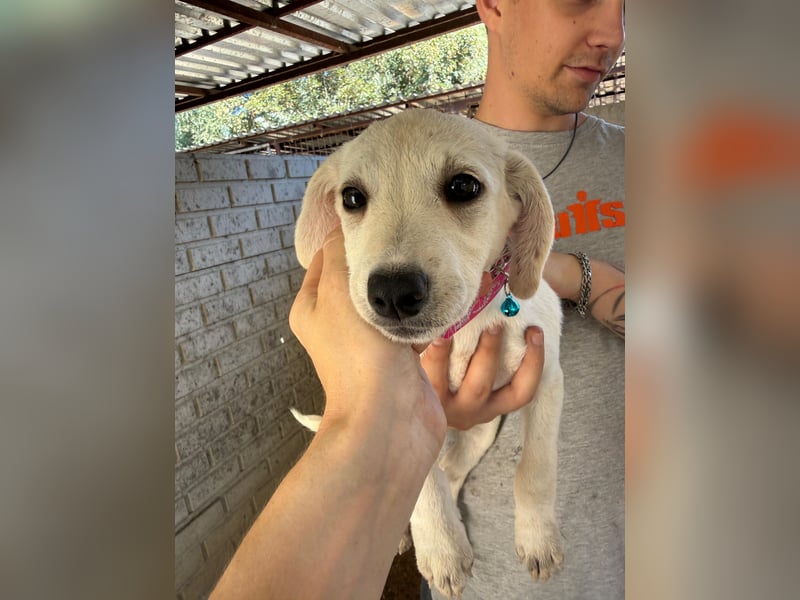 Valletta sucht ein Zuhause voller Liebe