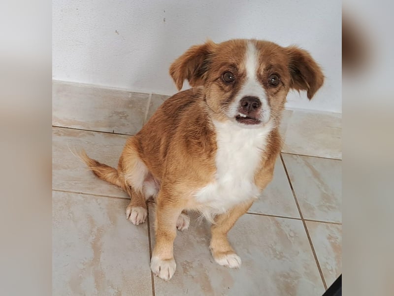 Liebes Hundemädchen Gennie möchte Rumänien so gerne verlassen