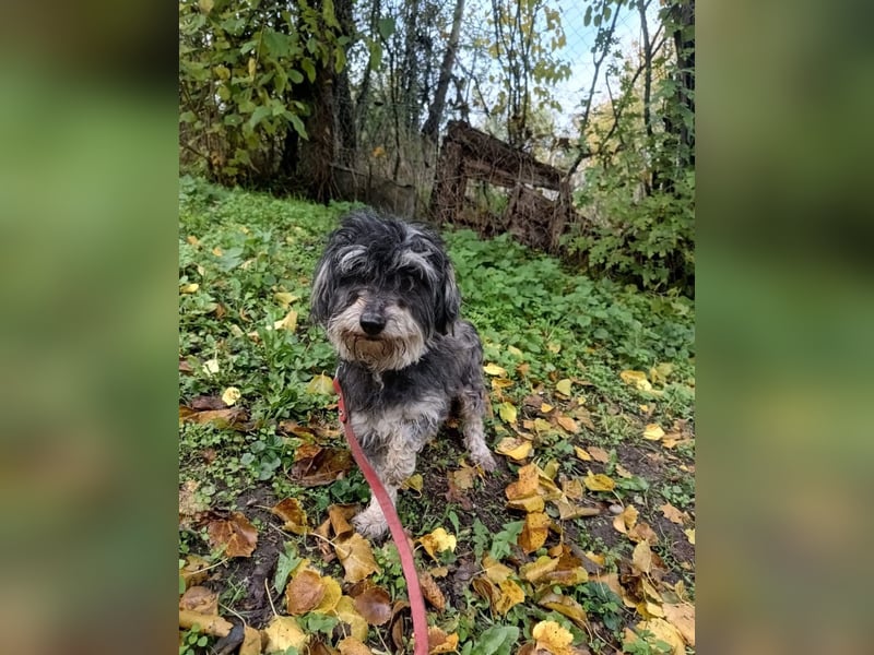 Hope Tierschutzhund sucht ein Zuhause