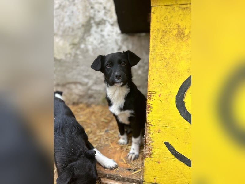 SIMBA, fröhlicher kleiner Sonnenschein, Hündin, 6 Monate, 32 cm, Mischling, Tierschutz