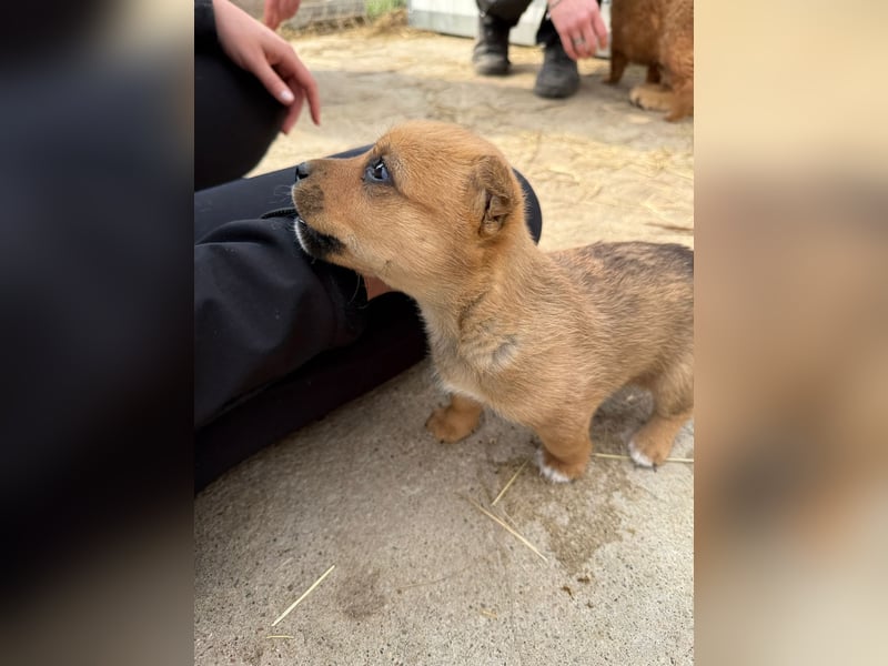 Fila träumt von Abenteuern