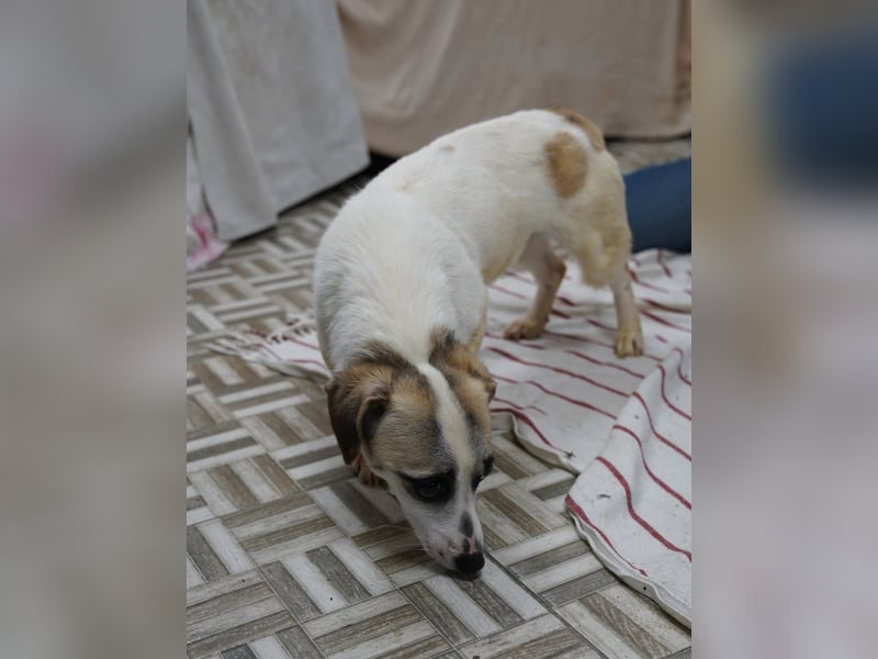 WIBKE, treue Seele, über 1 Jahr, 25 cm, Mischling, Tierschutz Rumänien