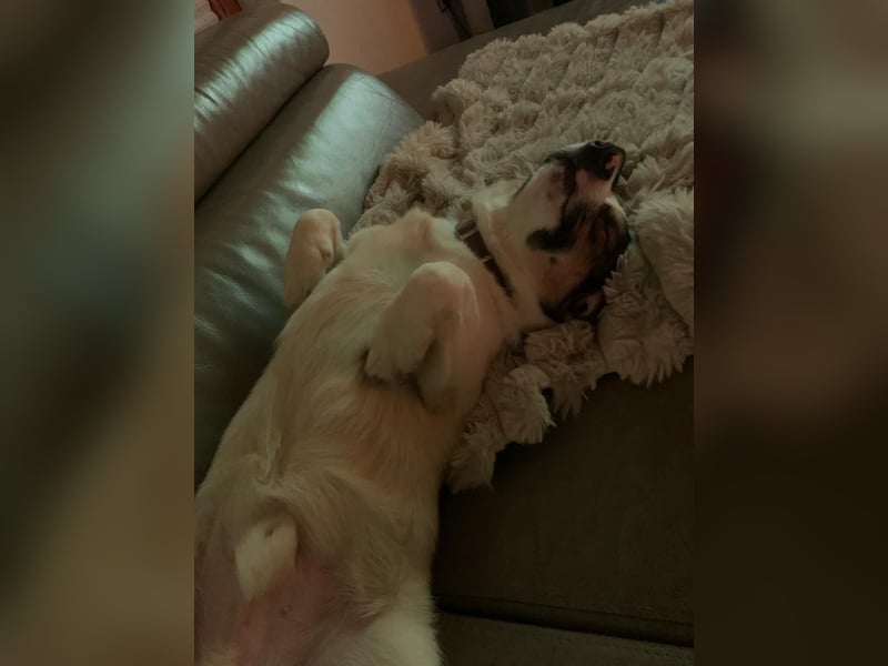 SNOOPY, kleines Kuschelmonster, 6 Monate, 20 cm, Mischling, Tierschutz, Pflegestelle Hennef