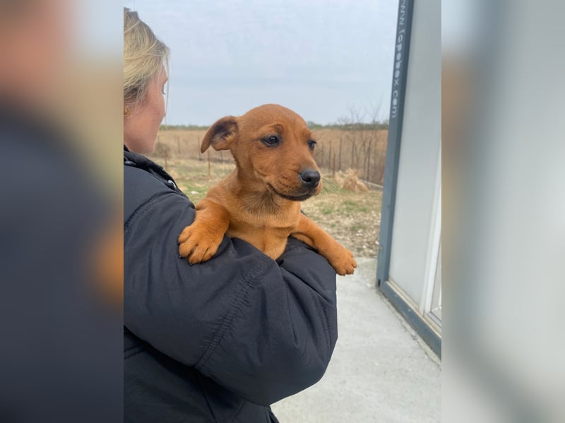 Elli sucht ein Herz, das sie liebt