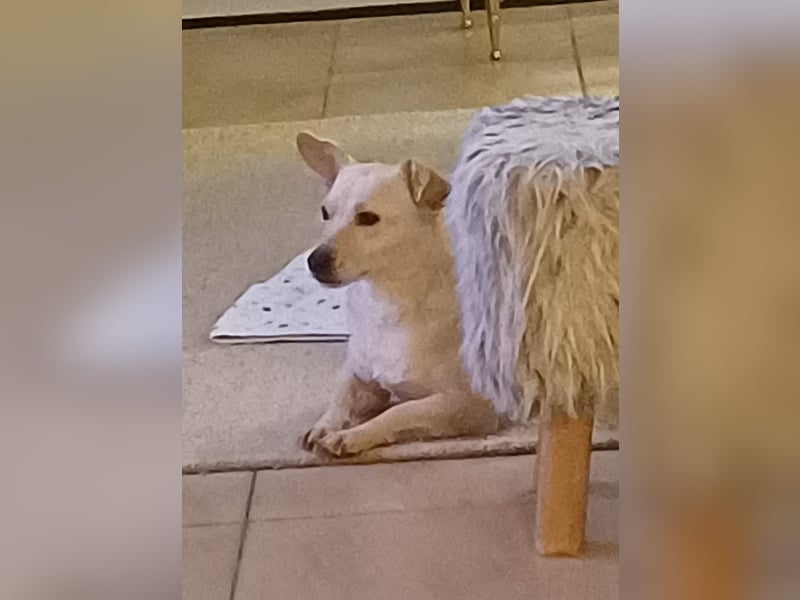 NISA sucht ein neues Zuhause