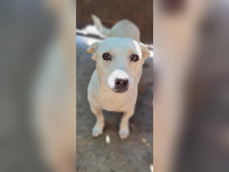 NISA sucht ein neues Zuhause