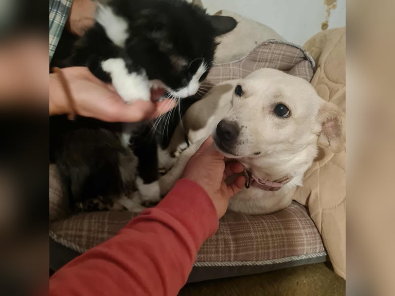 NISA sucht ein neues Zuhause