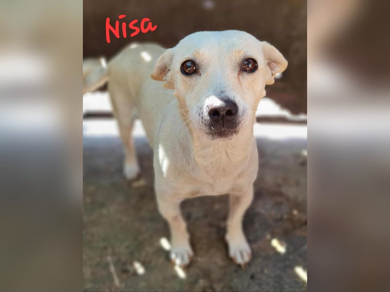 NISA sucht ein neues Zuhause