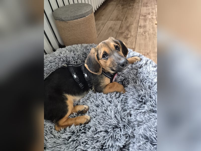 zuckersüsser, verspielter Franz sucht seinen Herzensmenschen