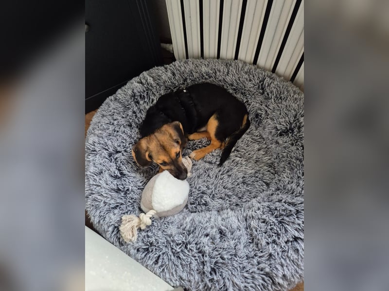 zuckersüsser, verspielter Franz sucht seinen Herzensmenschen