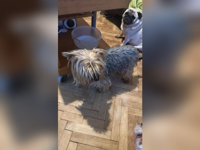 Wuschel, im wahrsten Sinne des Wortes