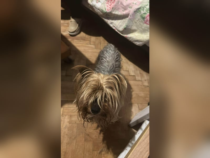 Wuschel, im wahrsten Sinne des Wortes