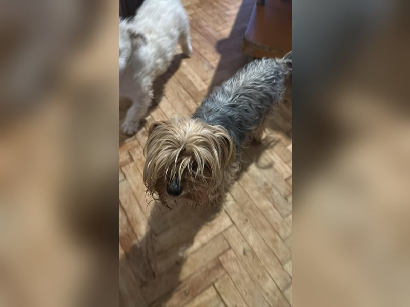 Wuschel, im wahrsten Sinne des Wortes