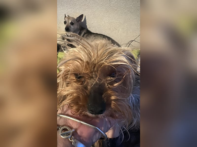 Wuschel, im wahrsten Sinne des Wortes