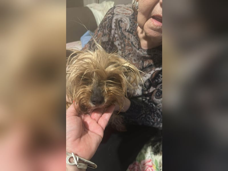 Wuschel, im wahrsten Sinne des Wortes