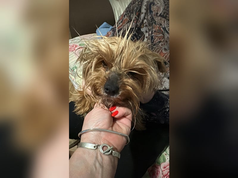 Wuschel, im wahrsten Sinne des Wortes