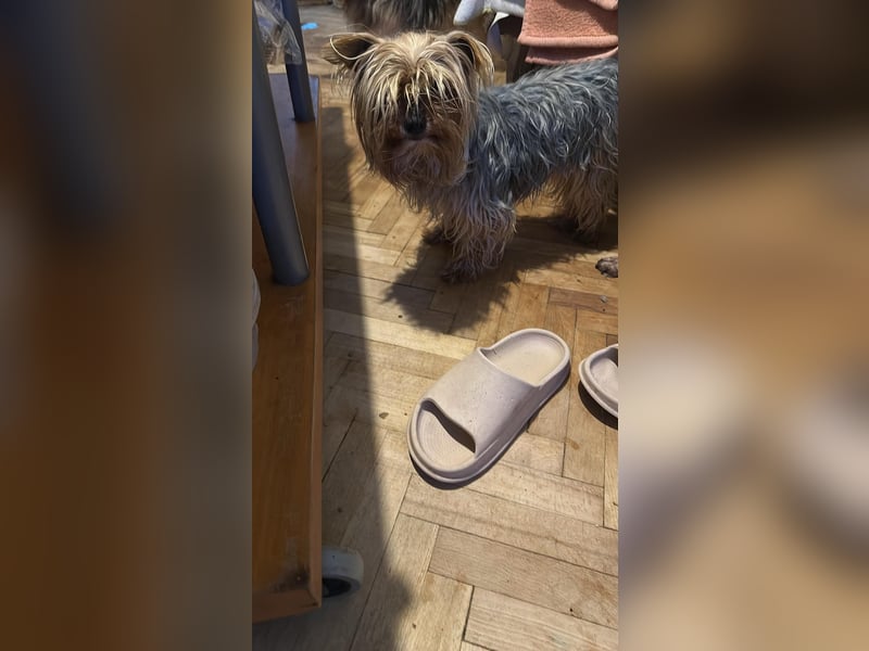 Wuschel, im wahrsten Sinne des Wortes